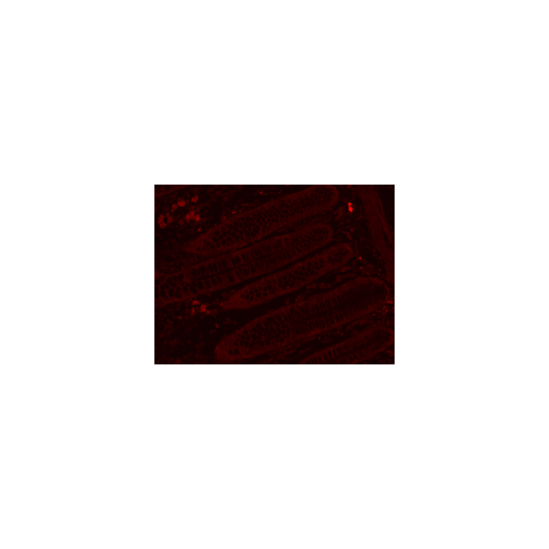 Mouse Anti-Rabbit IgG H&L, HRP conjugated