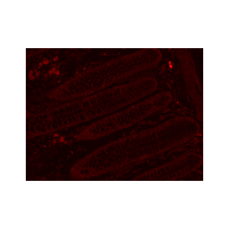 Mouse Anti-Rabbit IgG H&L, HRP conjugated
