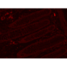Mouse Anti-Rabbit IgG H&L, HRP conjugated