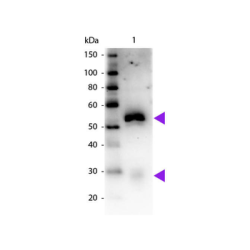 Rabbit Anti-Horse IgG H&L, HRP conjugated