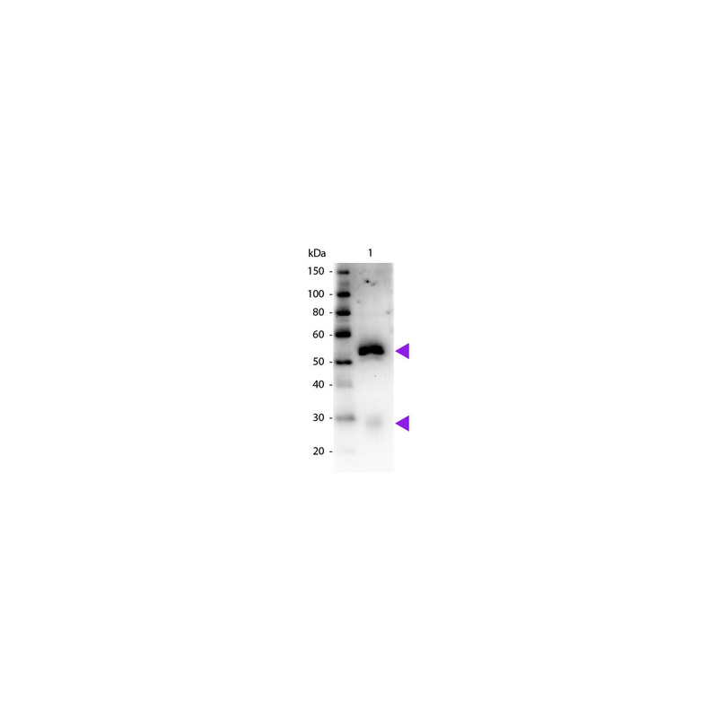 Rabbit Anti-Horse IgG H&L, HRP conjugated