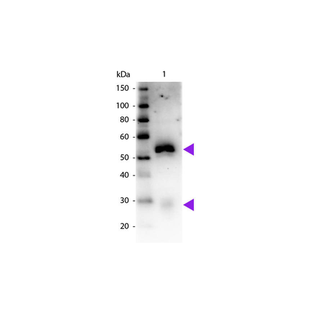 Rabbit Anti-Horse IgG H&L, HRP conjugated