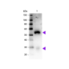 Rabbit Anti-Horse IgG H&L, HRP conjugated