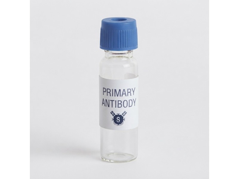 Primary Antibody