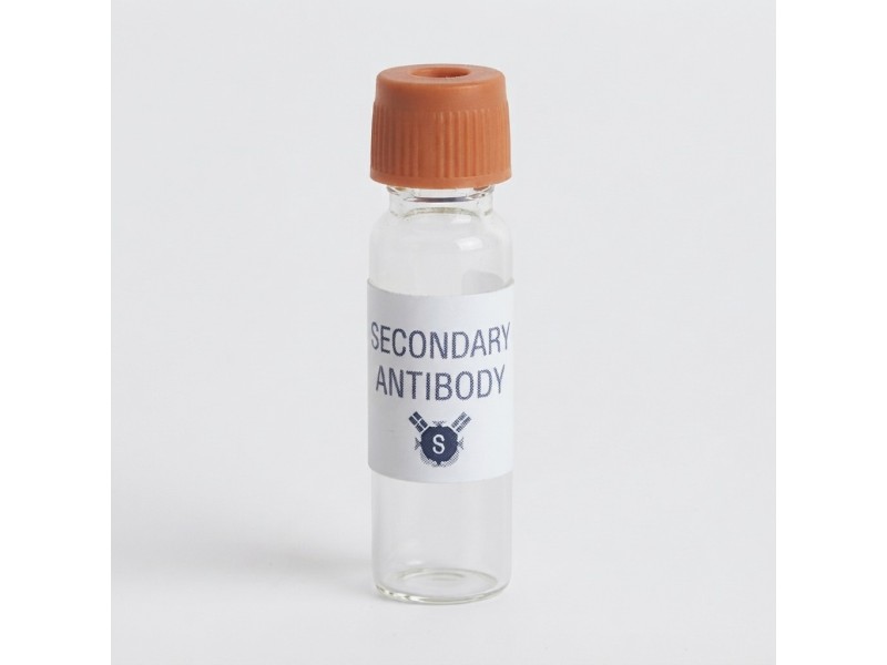 Secondary Antibody