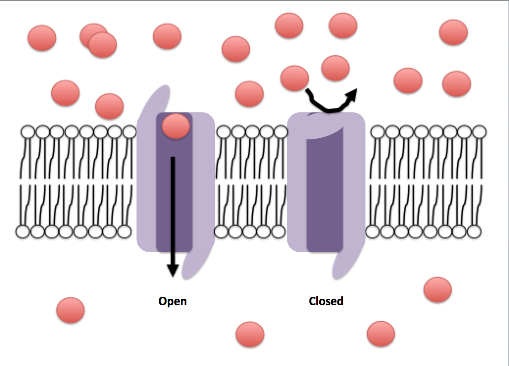 Open and closed conformations of ion channels
