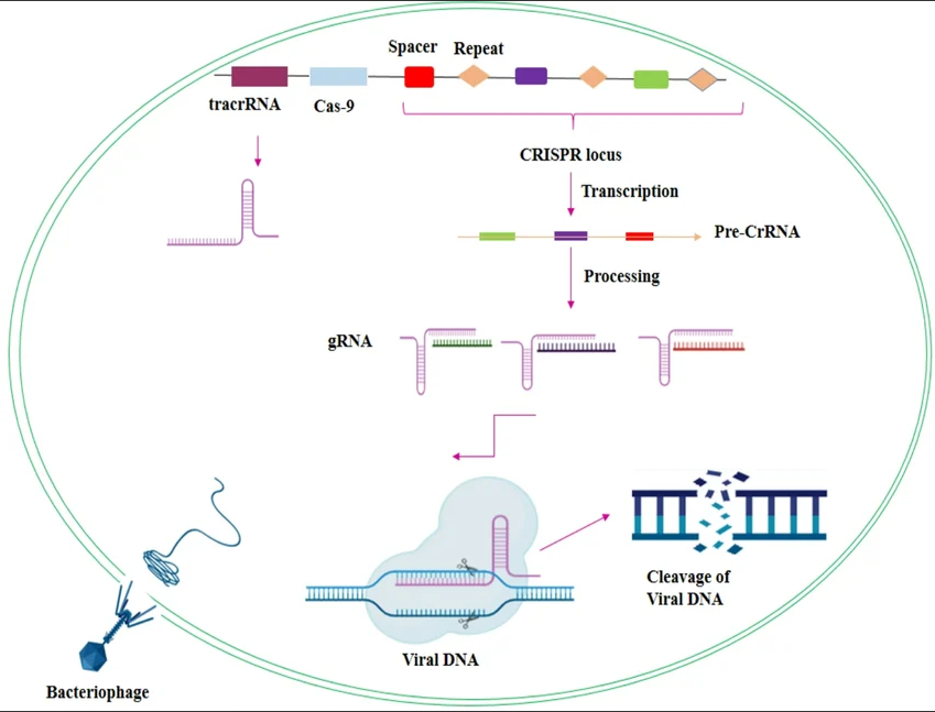 crispr-hiv-mechanism-resistance.png