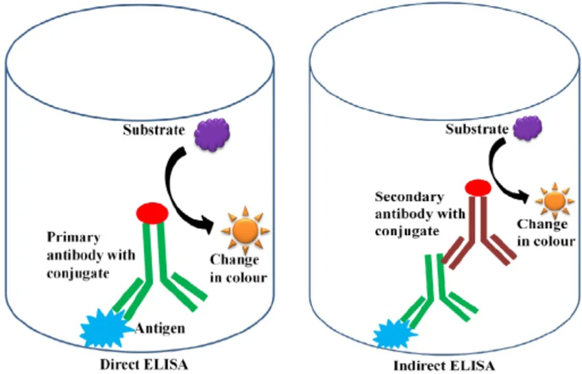 ELISA Assay Principle