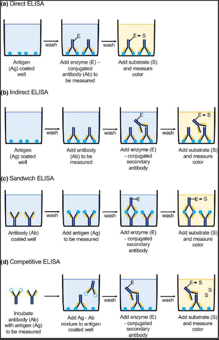 ELISA testing methods workflow
